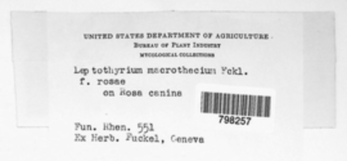 Sclerotiopsis macrothecia image